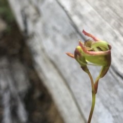 Caleana minor (Small Duck Orchid) at Black Mountain - 9 Nov 2020 by PeterR