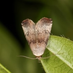 Mataeomera mesotaenia (Large Scale Moth) at Melba, ACT - 11 Nov 2020 by kasiaaus
