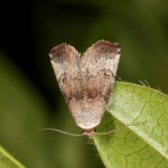 Mataeomera mesotaenia (Large Scale Moth) at Melba, ACT - 12 Nov 2020 by kasiaaus