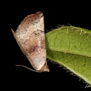 Mataeomera mesotaenia at Melba, ACT - 12 Nov 2020 12:47 AM