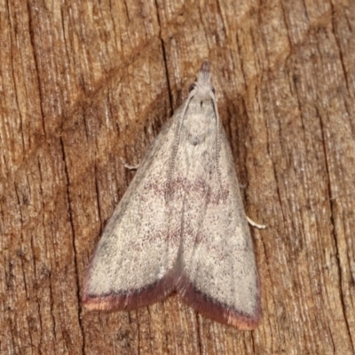 Callionyma sarcodes (A Galleriinae moth) at Melba, ACT - 11 Nov 2020 by kasiaaus