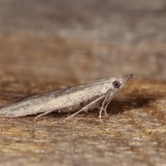 Callionyma sarcodes at Melba, ACT - 12 Nov 2020 12:49 AM