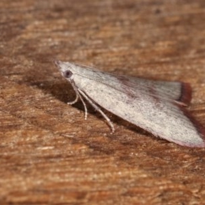 Callionyma sarcodes at Melba, ACT - 12 Nov 2020 12:49 AM