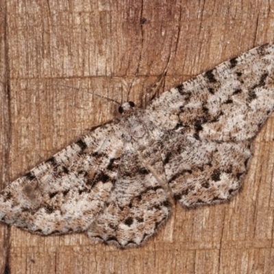 Unplaced externaria (Mahogany Bark Moth (formerly Hypomecis externaria)) at Melba, ACT - 11 Nov 2020 by kasiaaus