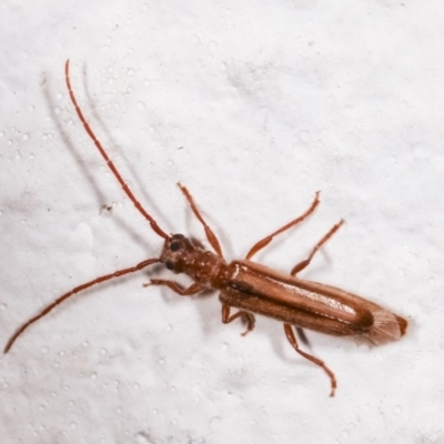 Phalota sp. (genus) (Longhorn beetle) at Melba, ACT - 11 Nov 2020 by kasiaaus