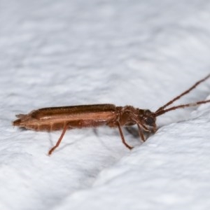 Phalota binocularis at Melba, ACT - 12 Nov 2020