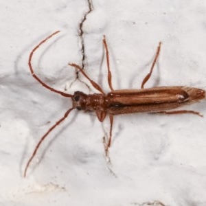 Phalota binocularis at Melba, ACT - 12 Nov 2020