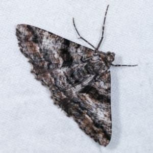 Gastrinodes argoplaca at Melba, ACT - 12 Nov 2020