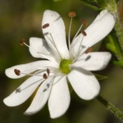 Stellaria pungens (Prickly Starwort) at Tidbinbilla Nature Reserve - 18 Nov 2020 by trevsci