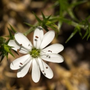 Stellaria pungens at Paddys River, ACT - 18 Nov 2020