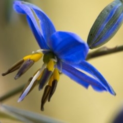 Dianella revoluta var. revoluta (Black-Anther Flax Lily) at Tidbinbilla Nature Reserve - 18 Nov 2020 by trevsci
