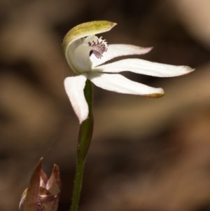 Caladenia moschata at Paddys River, ACT - 18 Nov 2020