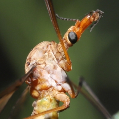 Leptotarsus (Macromastix) sp. (genus & subgenus) (Unidentified Macromastix crane fly) at ANBG - 18 Nov 2020 by TimL