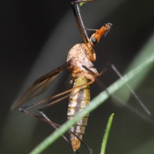 Leptotarsus (Macromastix) sp. (genus & subgenus) at Acton, ACT - 18 Nov 2020