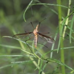 Leptotarsus (Macromastix) sp. (genus & subgenus) at Acton, ACT - 18 Nov 2020