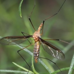 Leptotarsus (Macromastix) sp. (genus & subgenus) at Acton, ACT - 18 Nov 2020 11:50 AM