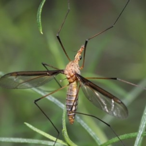 Leptotarsus (Macromastix) sp. (genus & subgenus) at Acton, ACT - 18 Nov 2020