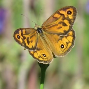 Heteronympha merope at Tuggeranong DC, ACT - 19 Nov 2020