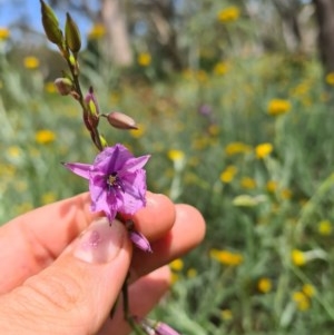 Arthropodium fimbriatum at Nicholls, ACT - 19 Nov 2020