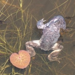 Limnodynastes dumerilii (Eastern Banjo Frog) at Mount Clear, ACT - 18 Nov 2020 by SWishart