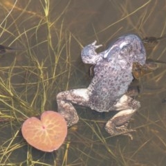Limnodynastes dumerilii (Eastern Banjo Frog) at Mount Clear, ACT - 17 Nov 2020 by SWishart