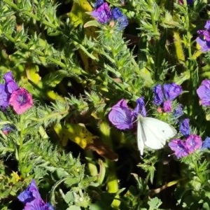 Pieris rapae at O'Malley, ACT - 18 Nov 2020