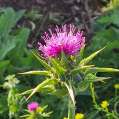 Silybum marianum (Variegated Thistle) at O'Malley, ACT - 18 Nov 2020 by Mike