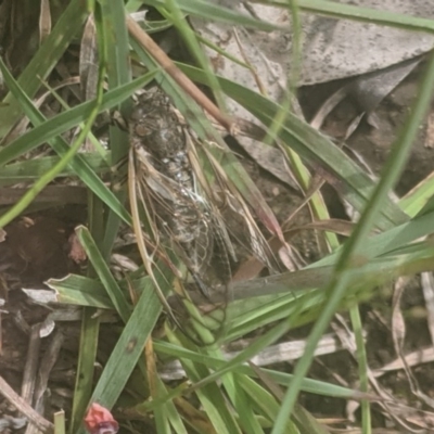 Myopsalta waterhousei (Smoky Buzzer) at Gundaroo, NSW - 19 Nov 2020 by MPennay