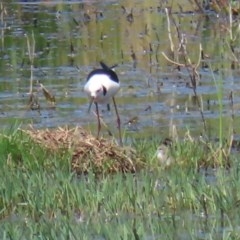 Himantopus leucocephalus (Pied Stilt) at suppressed - 19 Nov 2020 by RodDeb