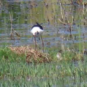 Himantopus leucocephalus at Fyshwick, ACT - 19 Nov 2020 11:03 AM