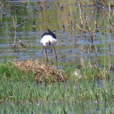 Himantopus leucocephalus (Pied Stilt) at Jerrabomberra Wetlands - 19 Nov 2020 by RodDeb