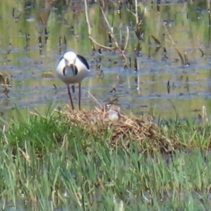 Himantopus leucocephalus at Fyshwick, ACT - 19 Nov 2020