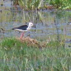 Himantopus leucocephalus at Fyshwick, ACT - 19 Nov 2020