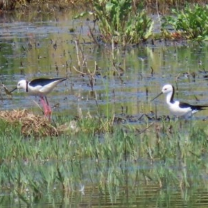 Himantopus leucocephalus at Fyshwick, ACT - 19 Nov 2020