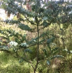 Acacia baileyana (Cootamundra Wattle, Golden Mimosa) at Bruce, ACT - 3 Nov 2020 by goyenjudy