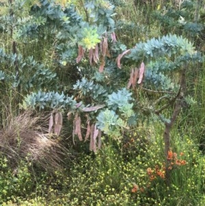 Acacia baileyana at Bruce, ACT - 3 Nov 2020