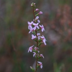 Stylidium graminifolium (grass triggerplant) at Albury - 19 Nov 2020 by KylieWaldon