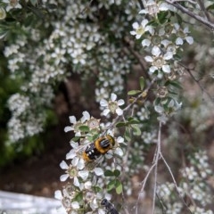 Scaptia (Scaptia) auriflua (A flower-feeding march fly) at Hackett, ACT - 19 Nov 2020 by Ral