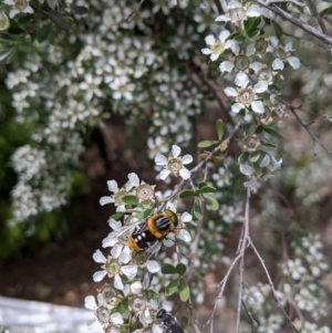 Scaptia (Scaptia) auriflua at Hackett, ACT - suppressed