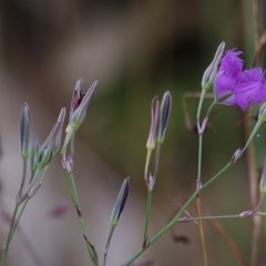 Thysanotus tuberosus (Common Fringe-lily) at Glenroy, NSW - 19 Nov 2020 by KylieWaldon