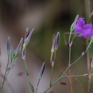 Thysanotus tuberosus at Glenroy, NSW - 19 Nov 2020 07:30 AM