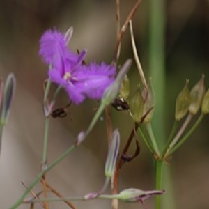 Thysanotus tuberosus at Glenroy, NSW - 19 Nov 2020 07:30 AM