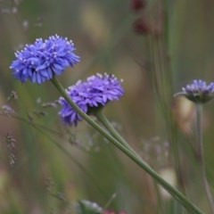 Brunonia australis (Blue Pincushion) at Albury - 18 Nov 2020 by Kyliegw