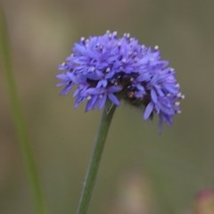 Brunonia australis at Glenroy, NSW - 19 Nov 2020 07:30 AM