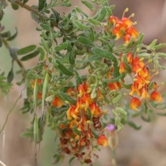 Grevillea alpina (Mountain Grevillea / Cat's Claws Grevillea) at Nail Can Hill - 18 Nov 2020 by Kyliegw