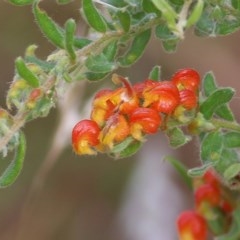 Grevillea alpina at Albury - 19 Nov 2020