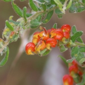 Grevillea alpina at Albury - 19 Nov 2020