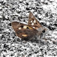 Trapezites phigalioides (Montane Ochre) at Downer, ACT - 19 Nov 2020 by JohnBundock