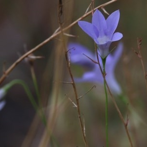 Wahlenbergia sp. at Nail Can Hill - 19 Nov 2020 07:30 AM