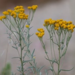 Chrysocephalum semipapposum (Clustered Everlasting) at Albury - 19 Nov 2020 by KylieWaldon